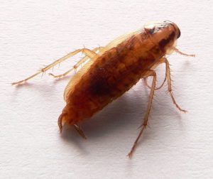 German Cockroach Los Angeles