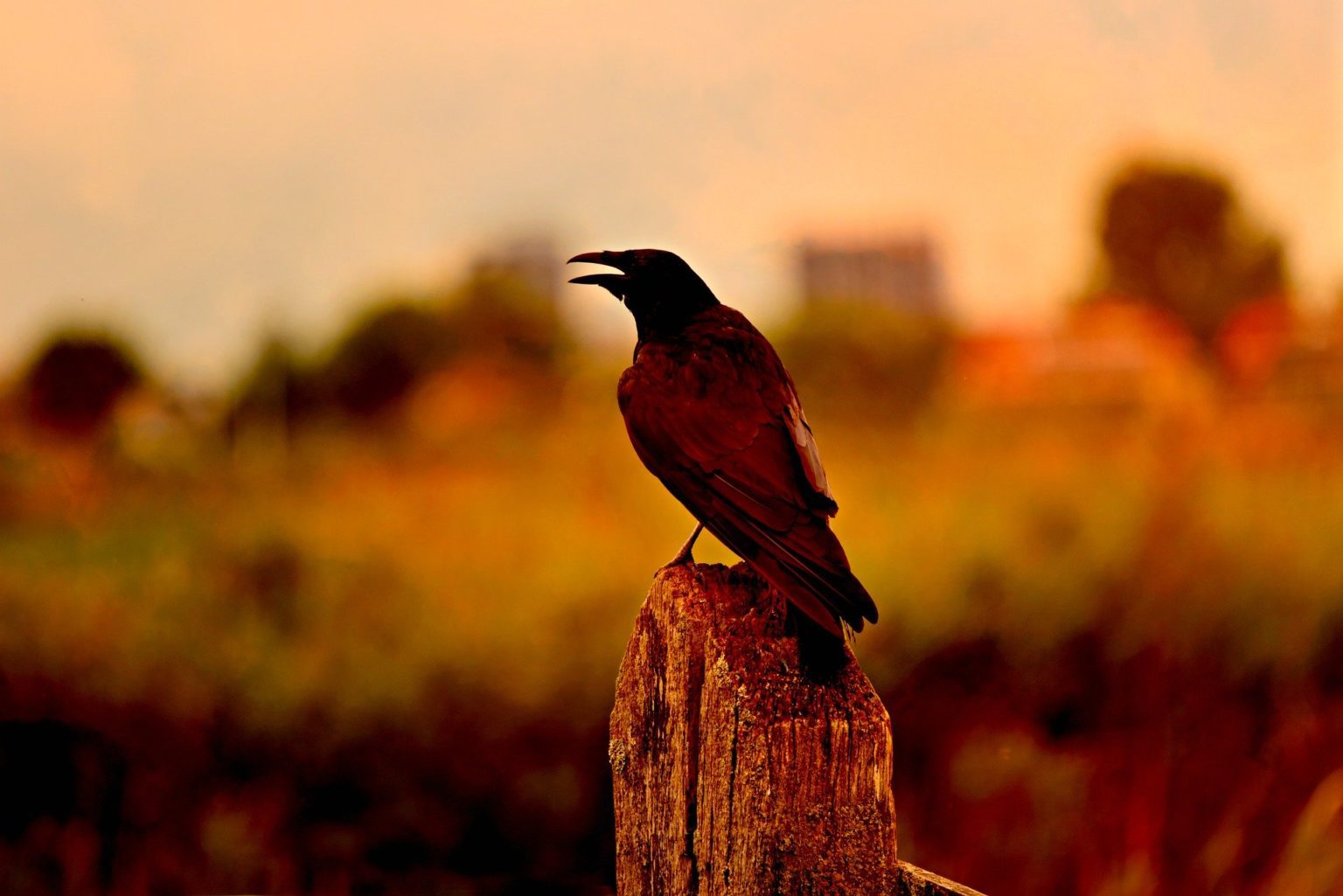 Bird Control Spikes - Upland, CA - Versa-Tech Pest ...