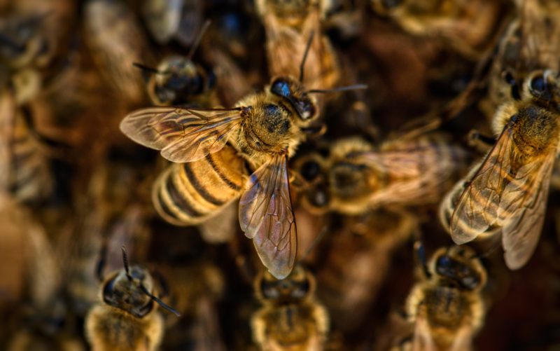 Bee Control Los Angeles