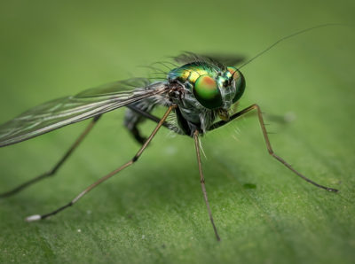 Flies-Los-Angeles-Orange-County
