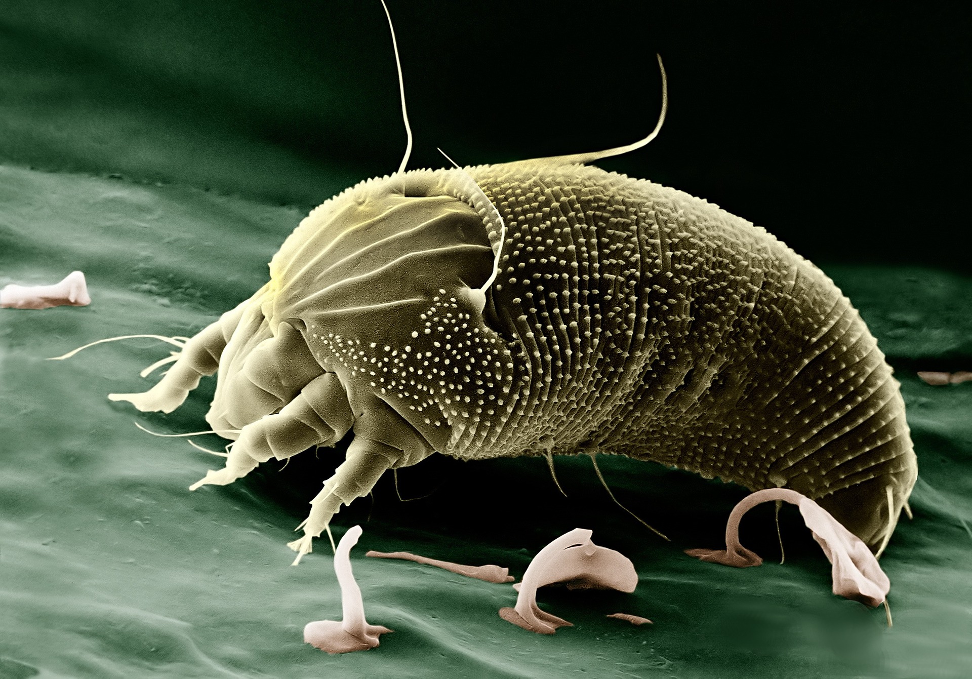 Mites-Orange-County