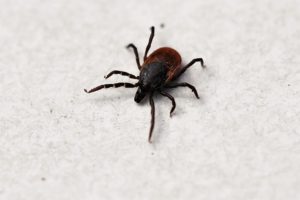 Ticks-Orange-County