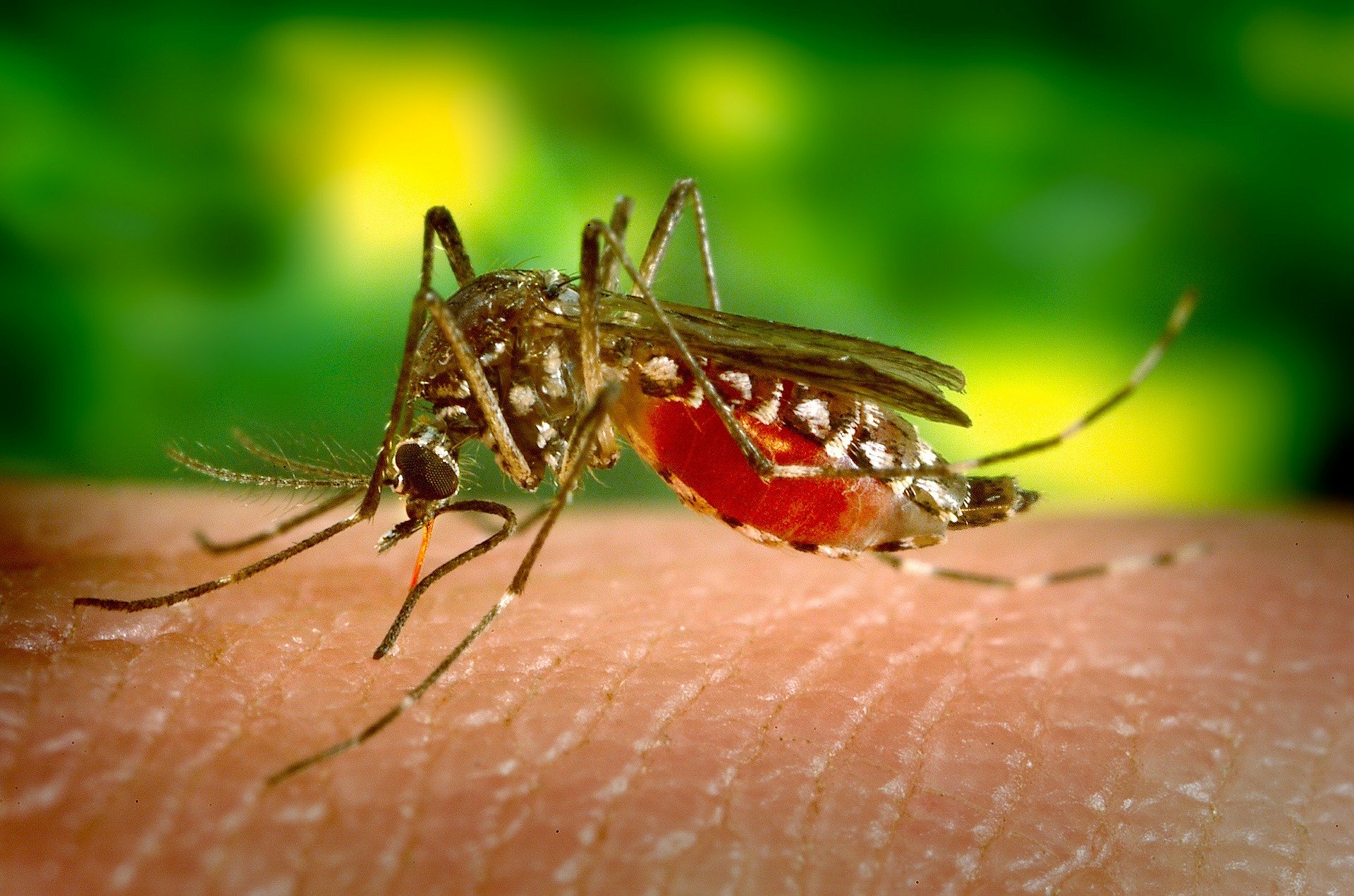 Mosquitoes-Los-Angeles-Pest-Control