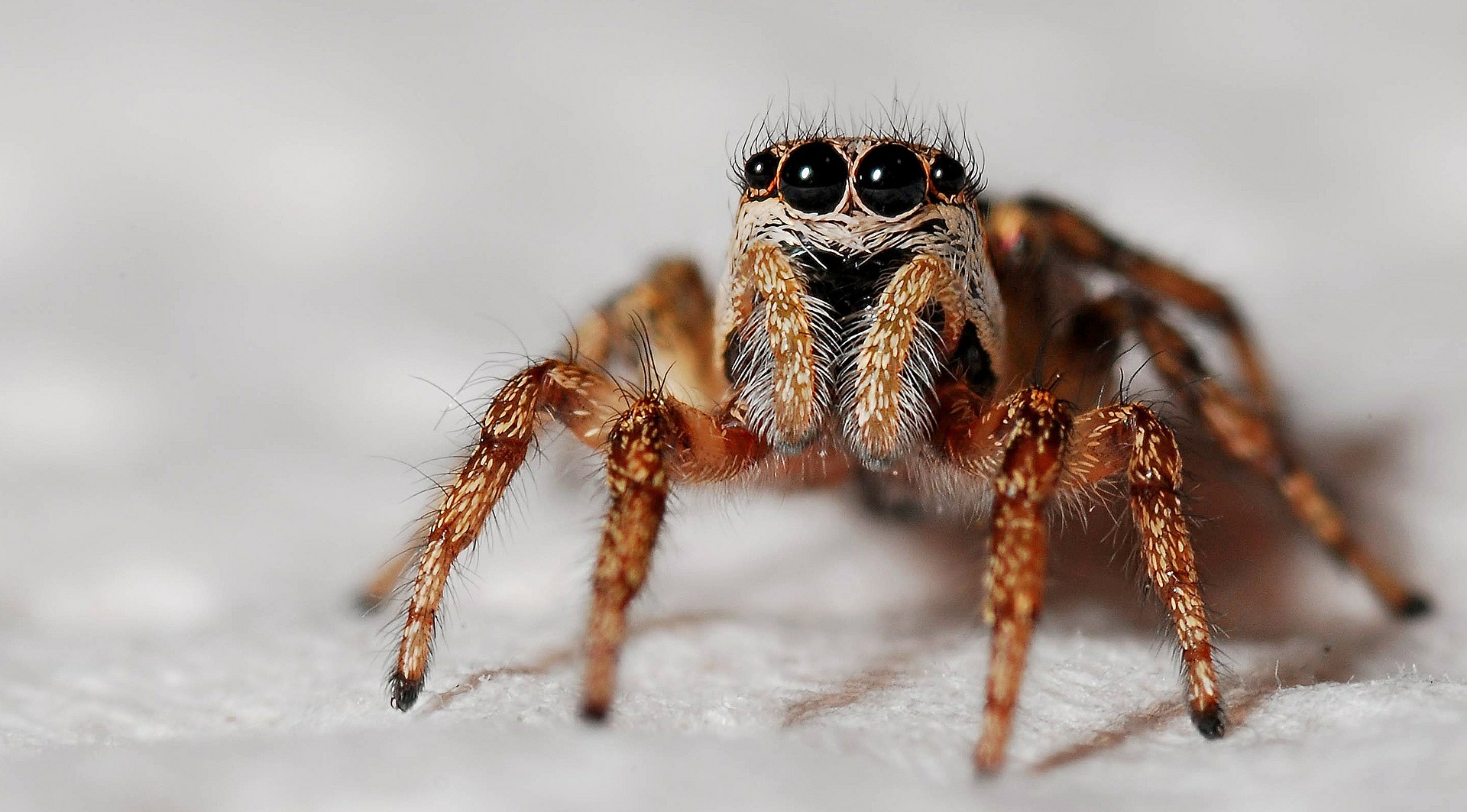 Spiders-Los-Angeles-Versa-Tech