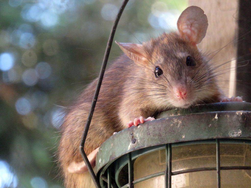 Ry The Rat Catcher - Fairfax, CA - Nextdoor