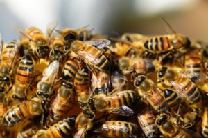 Los Angeles Bee Control Services