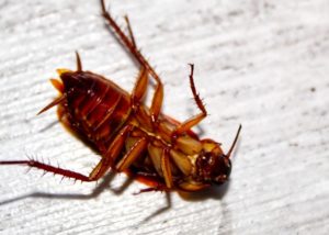 Cockroach-Exterminator-Los-Angeles-Area