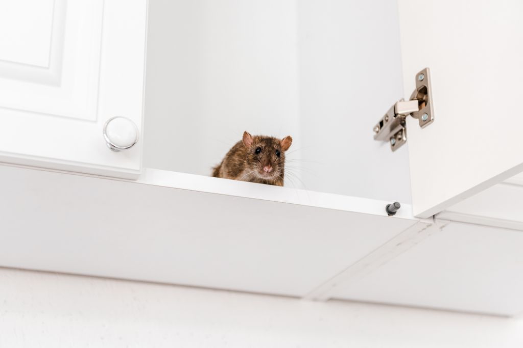 Rodent in Los Angeles Kitchen