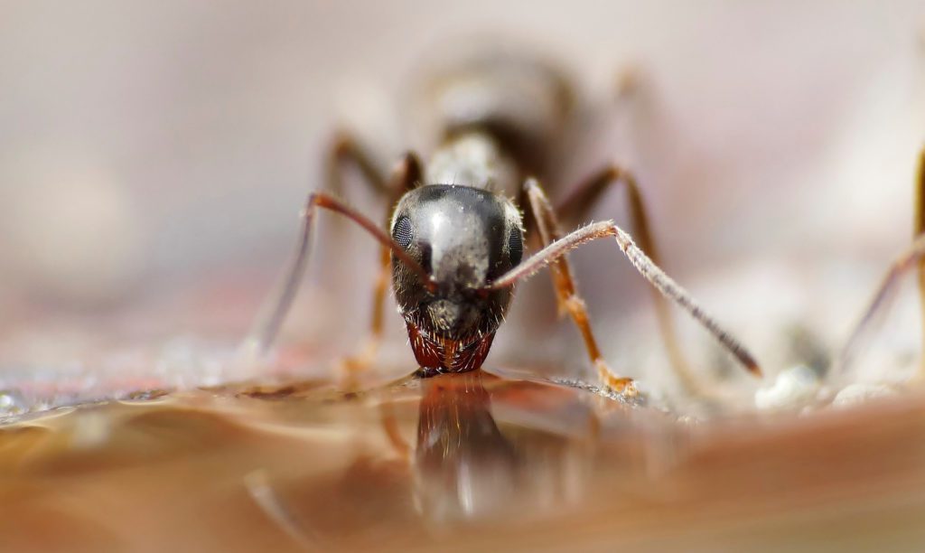 Ant Pest Control San Dimas