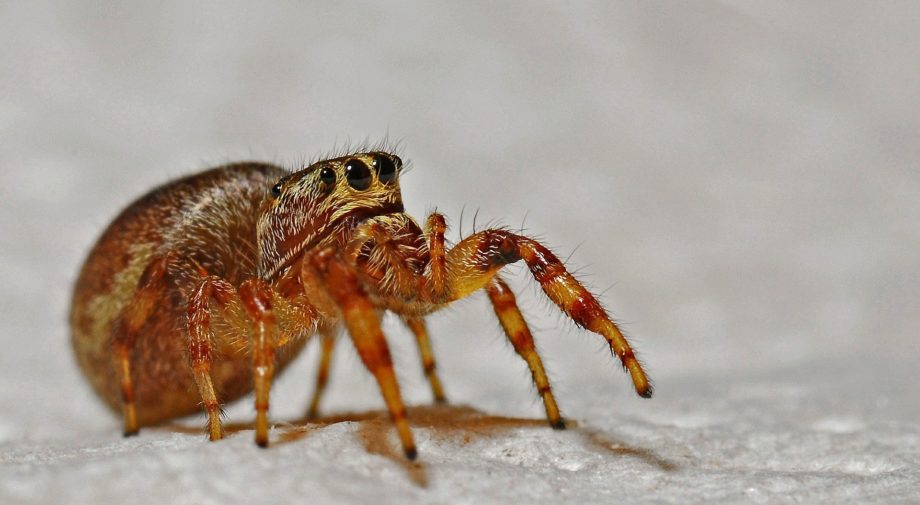 Spider Spotlight: Jumping Spiders - Drive-Bye Pest Exterminators