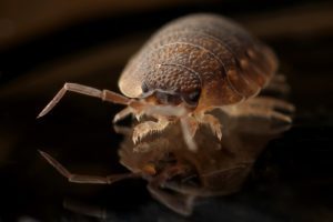 Bed Bugs Pest Control San Dimas