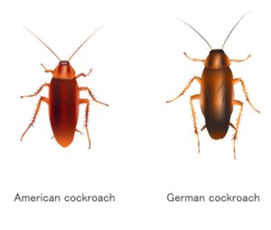 American vs German Cockroaches