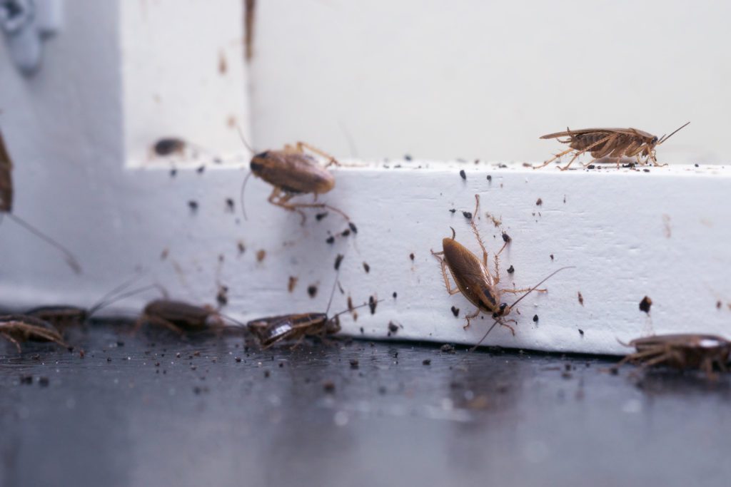 German Cockroach Infestation Los Angeles Exterminators