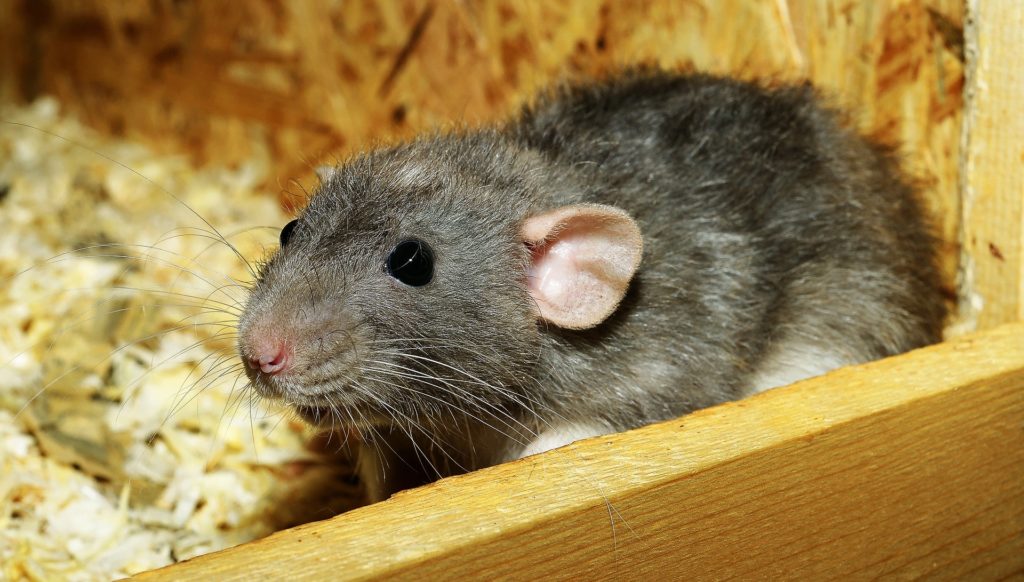 rats mice rodent control Los Angeles exterminators