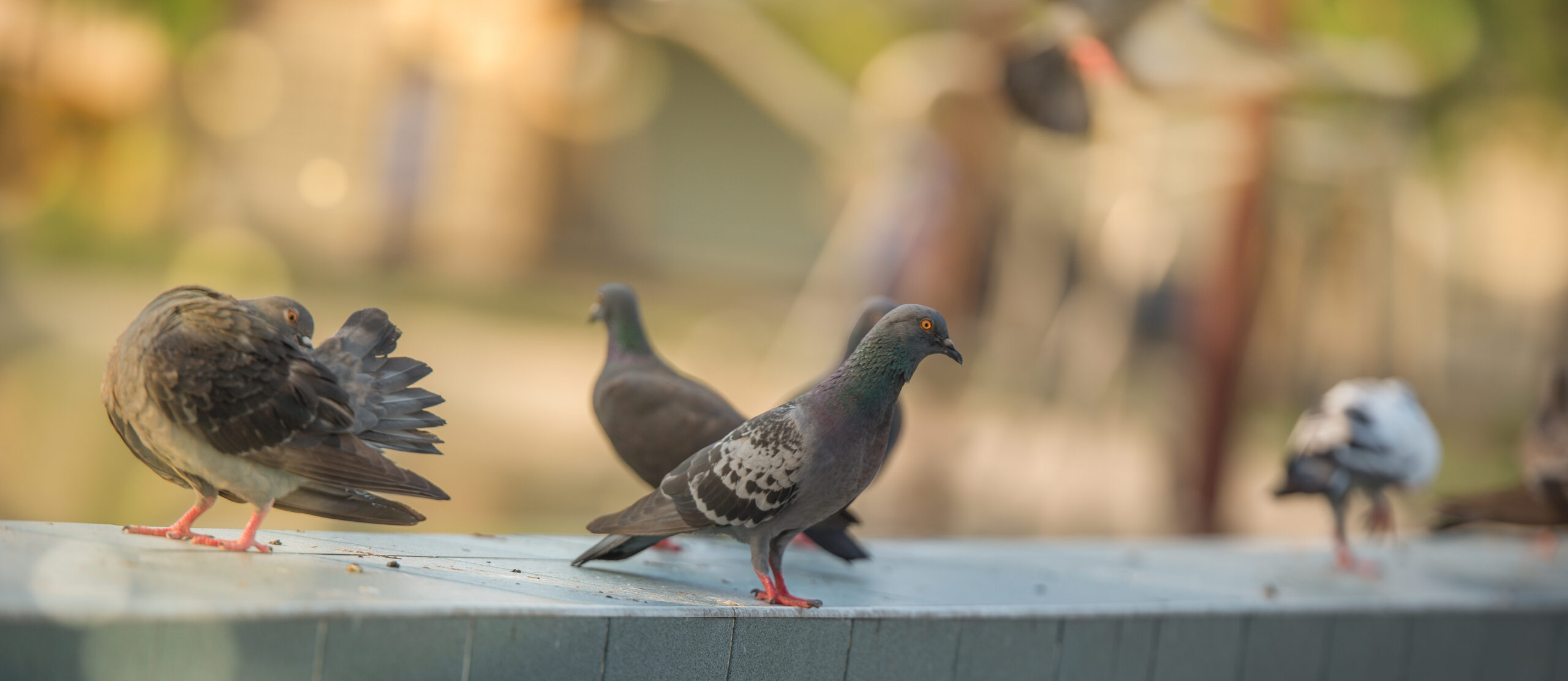 What Smell Do Birds Hate Home Remedies Vs Proven Repellent