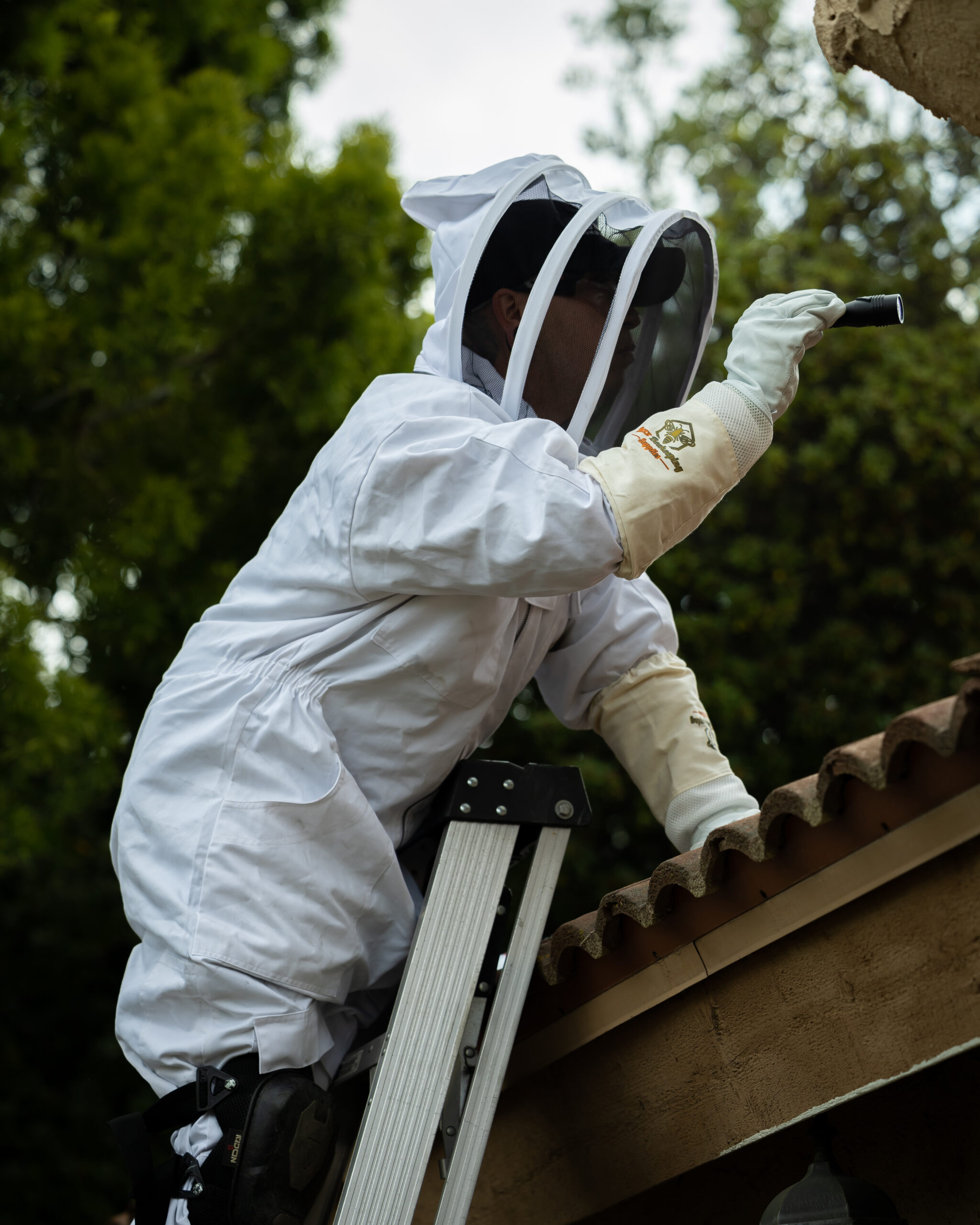 Bee Removal Versa Tech Pest Control