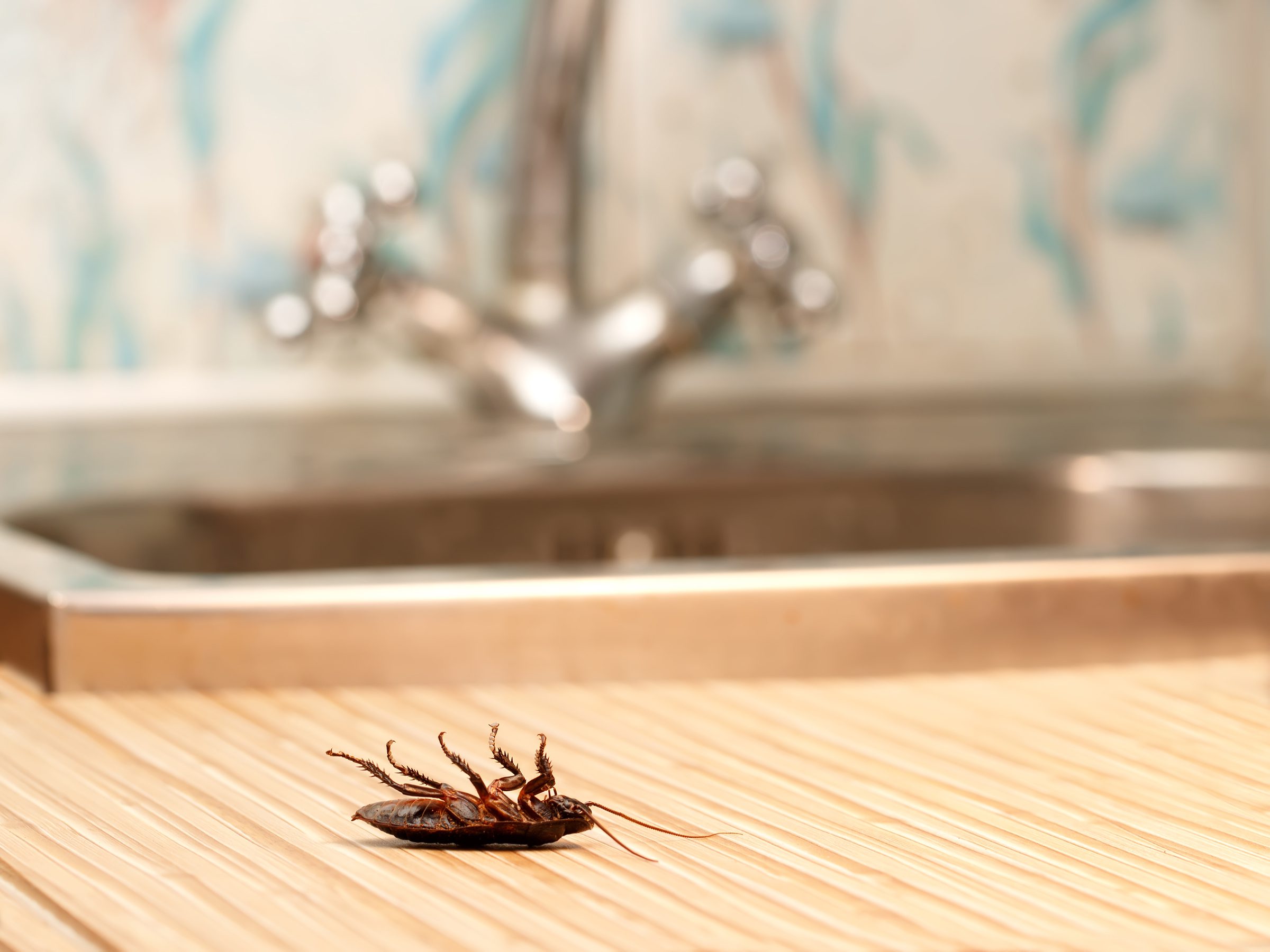 Eliminate Roaches From Your Southern California Home Versa Tech Pm® Pests Mosquitoes Rodents