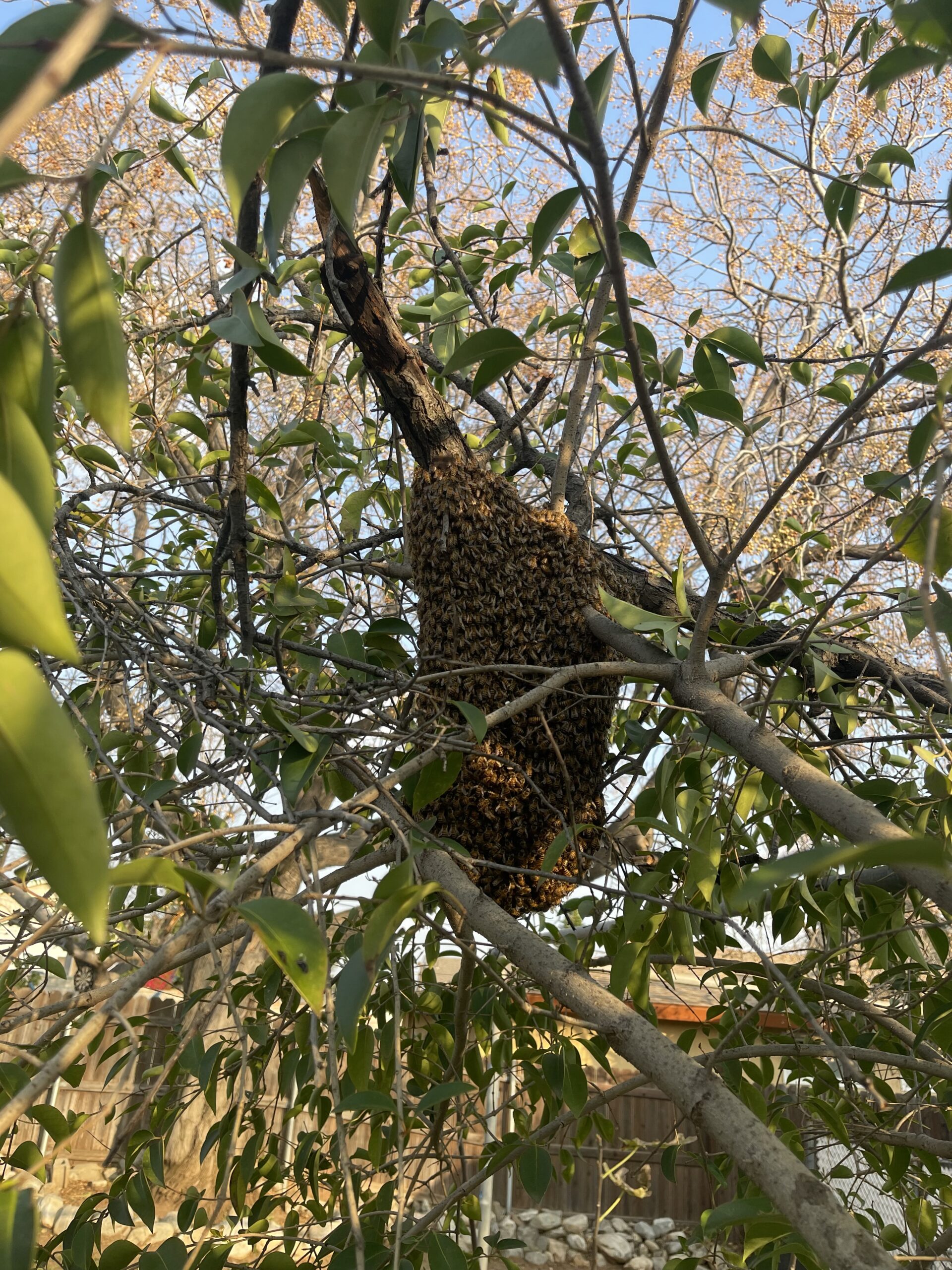 Bee Swarm in Tree Versa-Tech Pest Control
