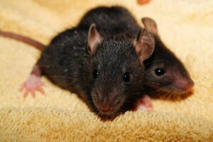 Rat Rodent Control Versa-tech