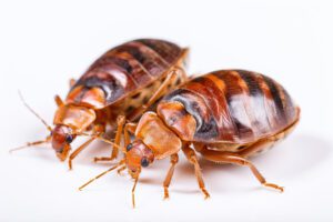 Bed Bugs Exterminator Versa Tech
