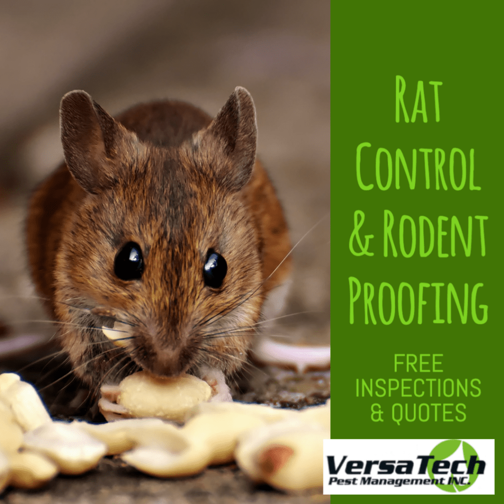Rat Exterminator Rodent Control Versa-Tech