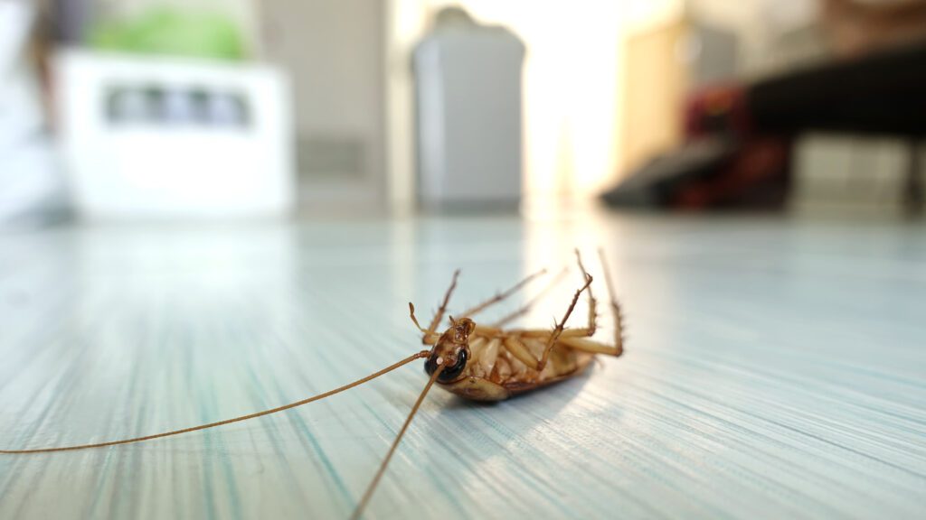 German Cockroach Pest Control Versa-Tech